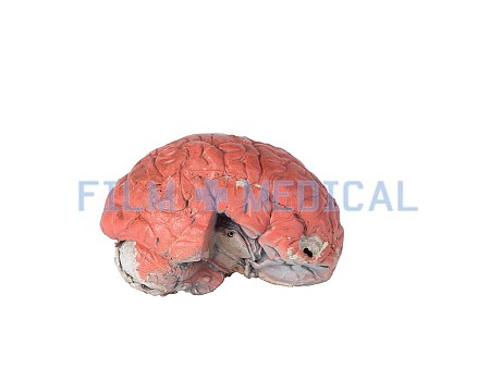 Human Brain Model